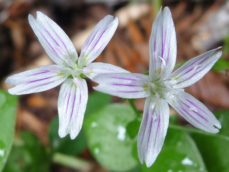 Two flowers