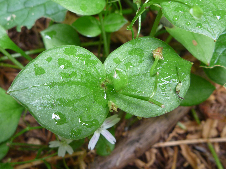 Broad green leaves