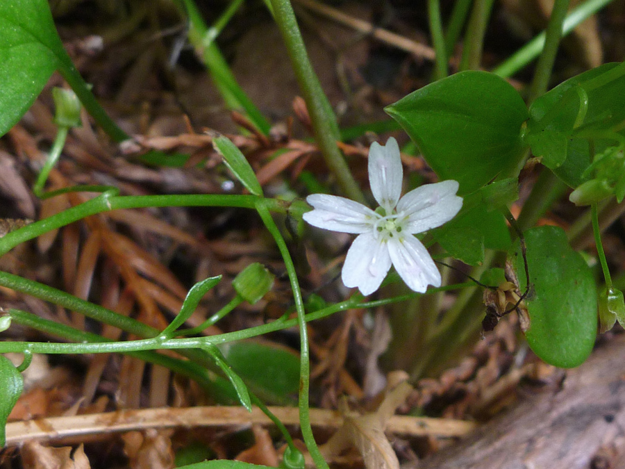 Flower, leaves and stems