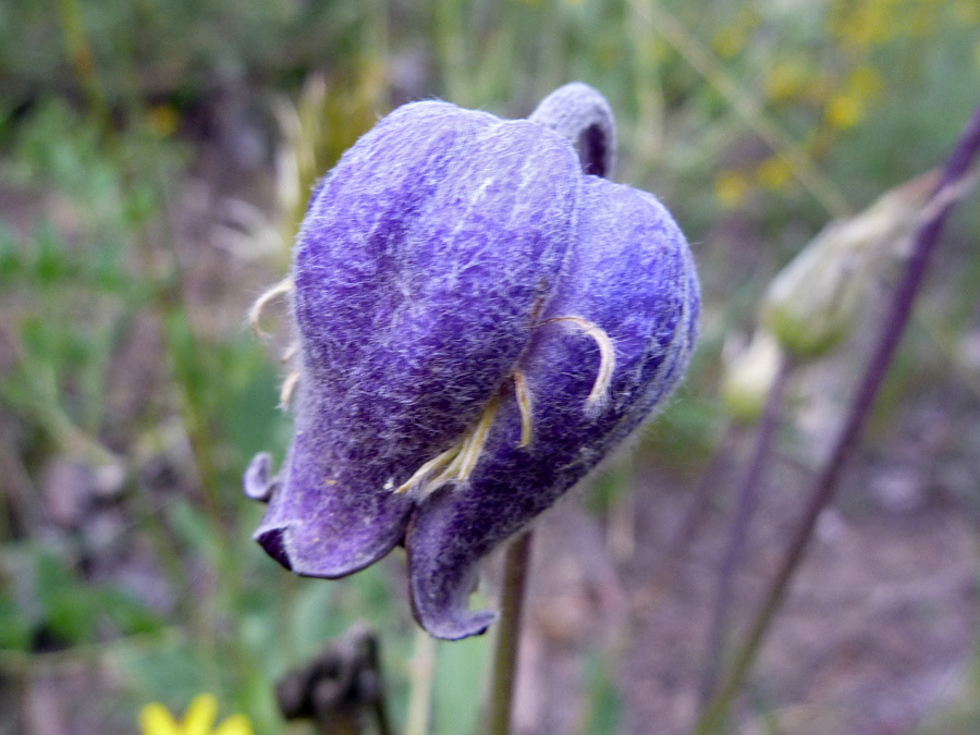 Blue-purple flower