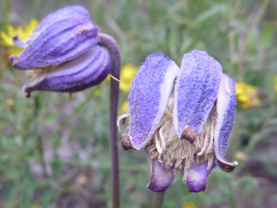 Two flowers