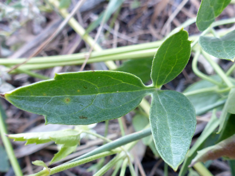 Lobed leaf