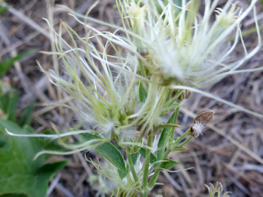 Developing seeds