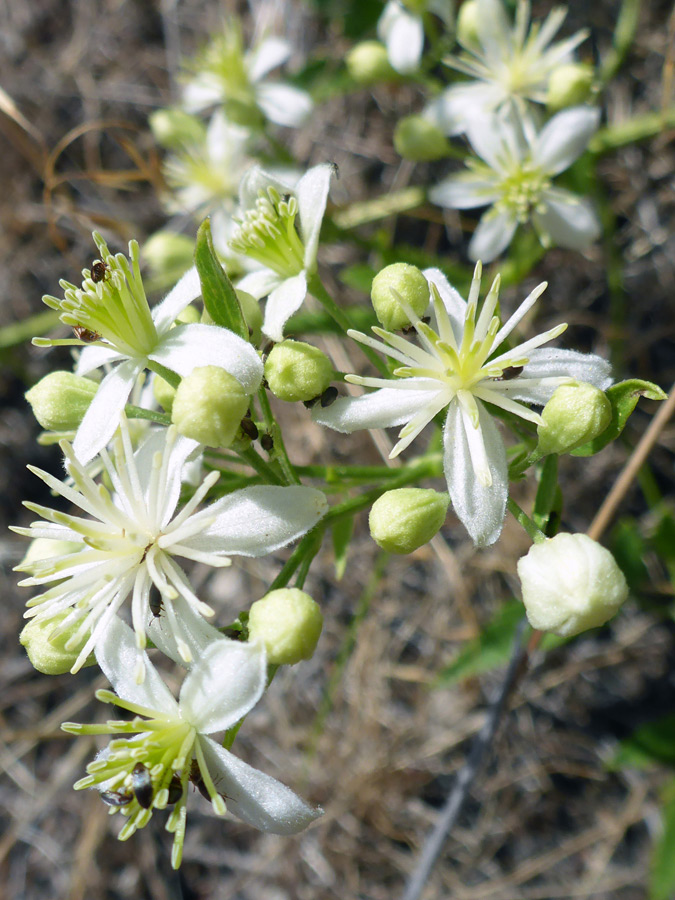 Flower cluster