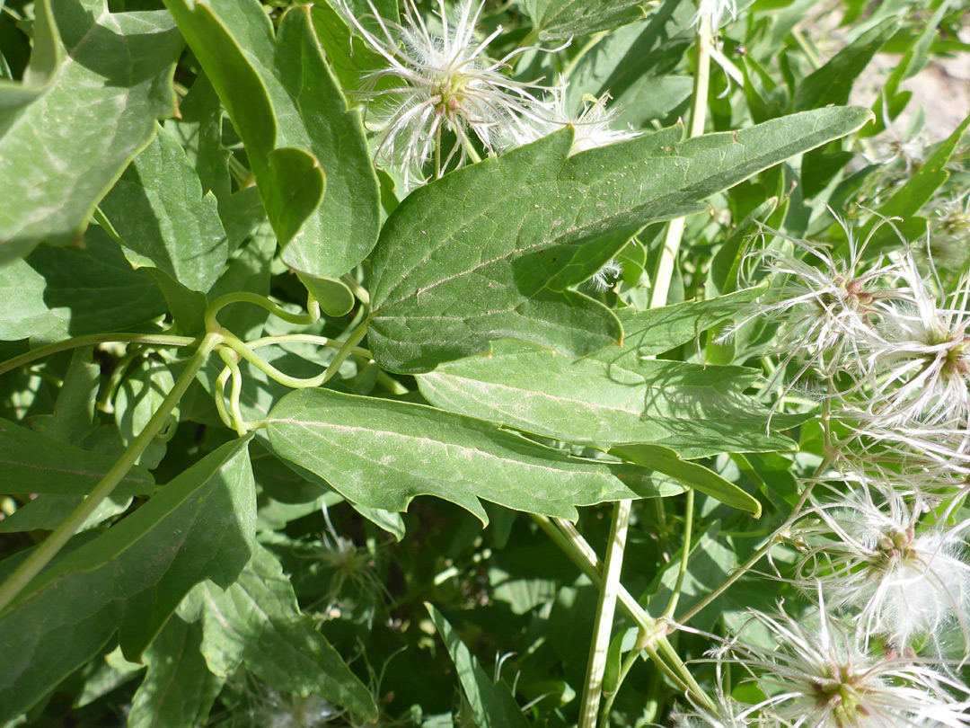 Toothed leaves