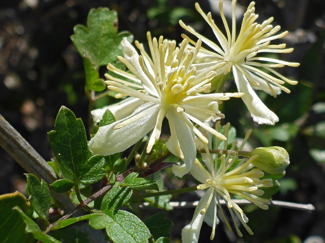 Creamy-white flowers