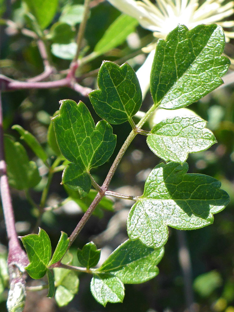 Compound leaf