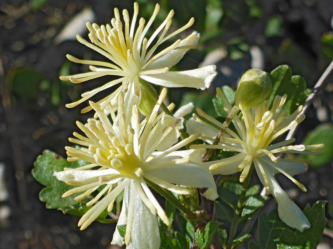 Clustered stamens