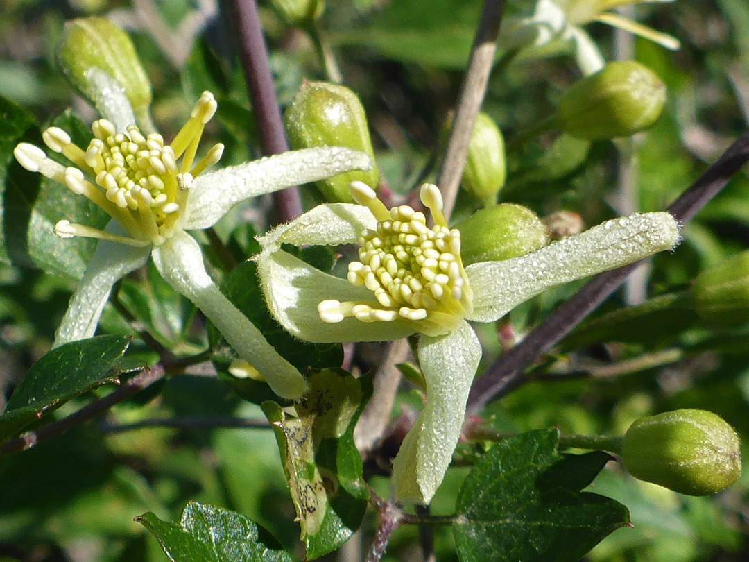 Developing flowers