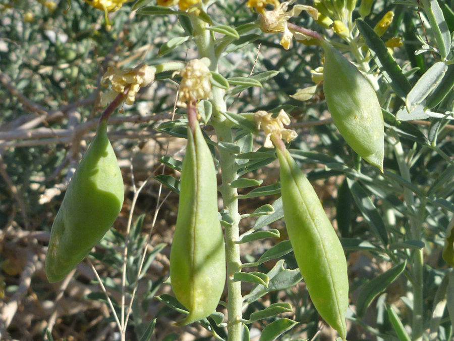 Seed pods