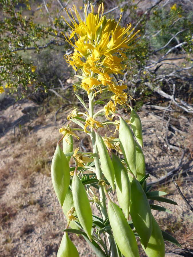 Inflated seed pods