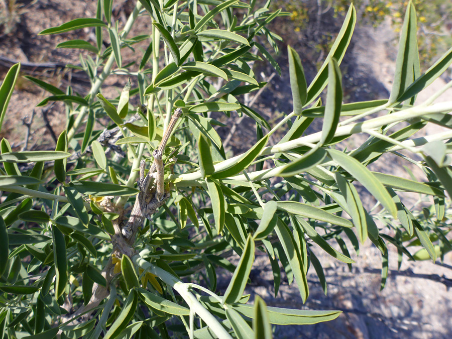 Stems and leaves