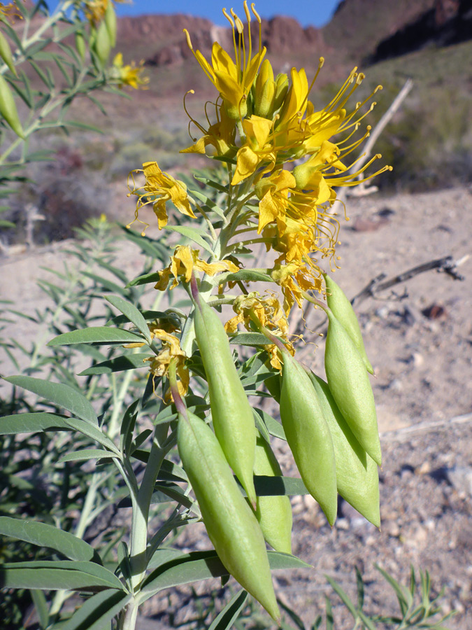 Flowers and pods