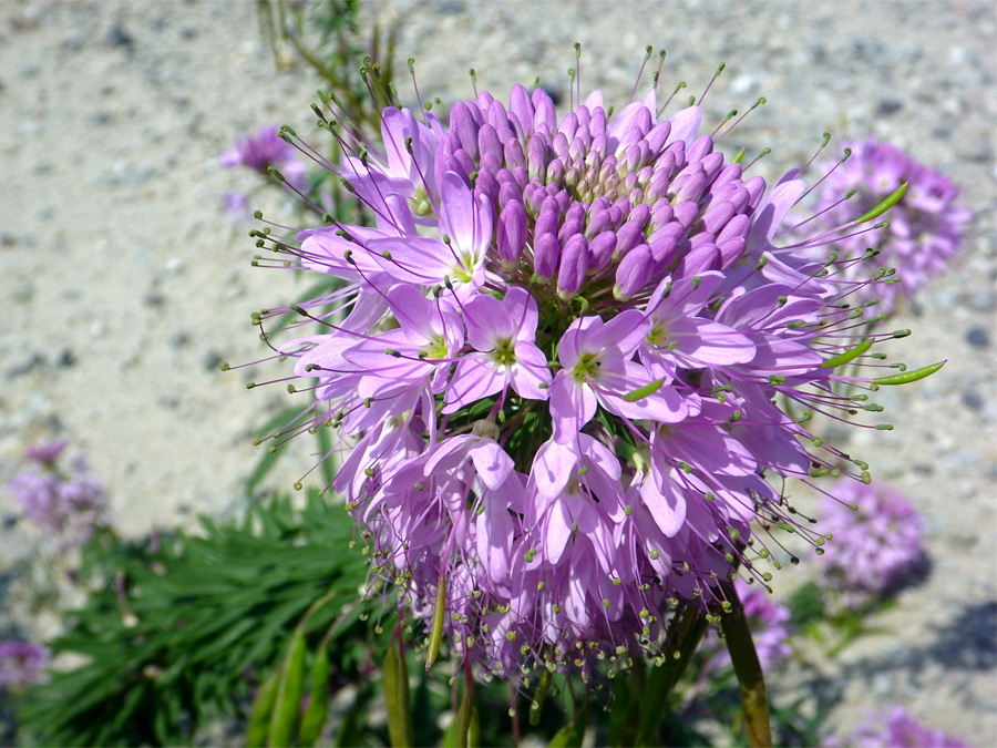 Flower cluster