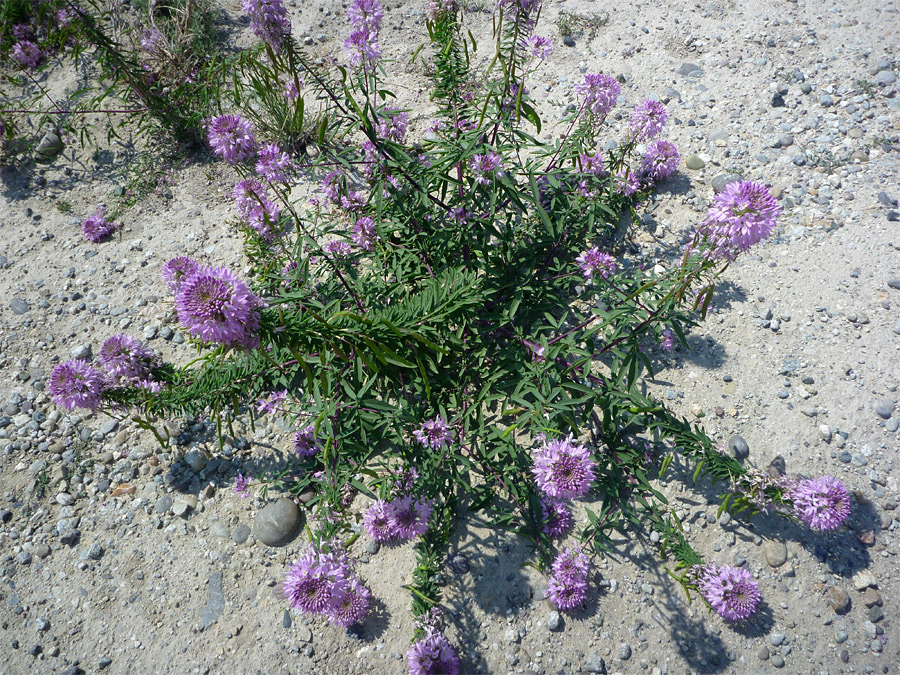 Plant with many flowers