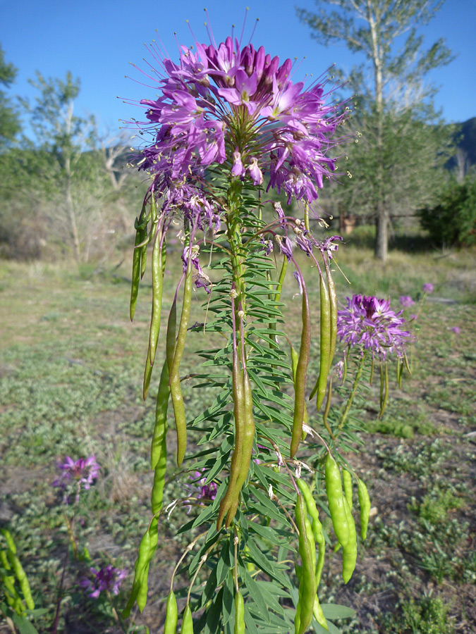 Seed pods