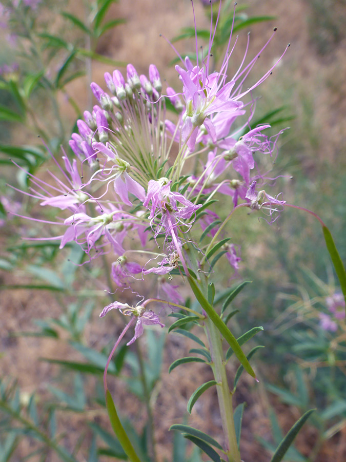 Buds, flowers and seed pods