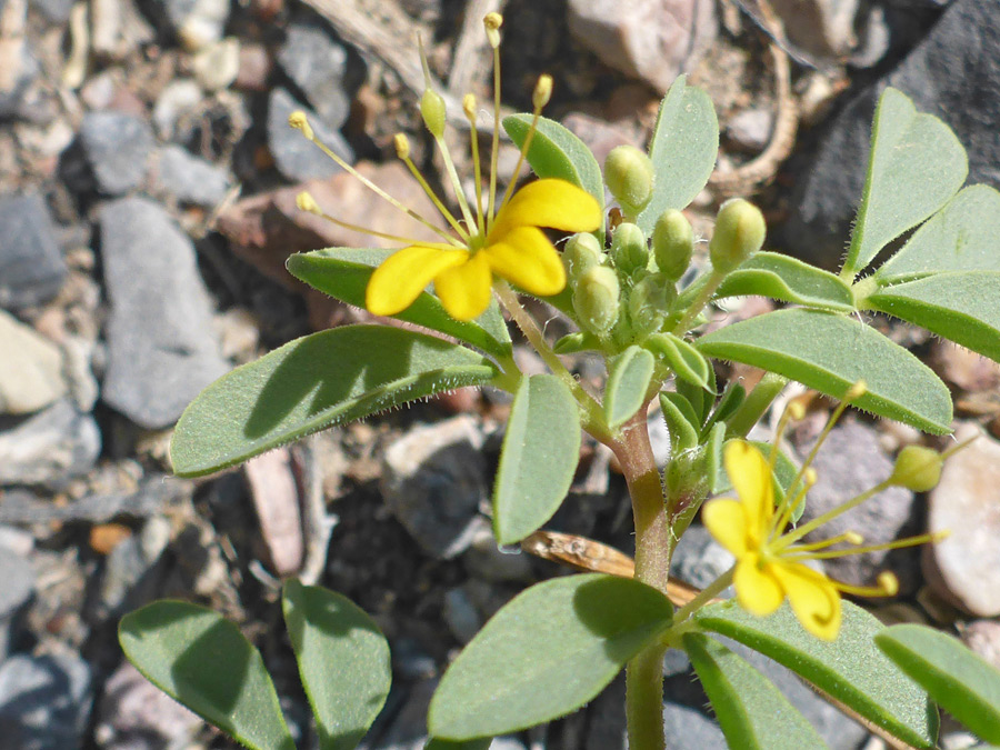 Leaves and flowers