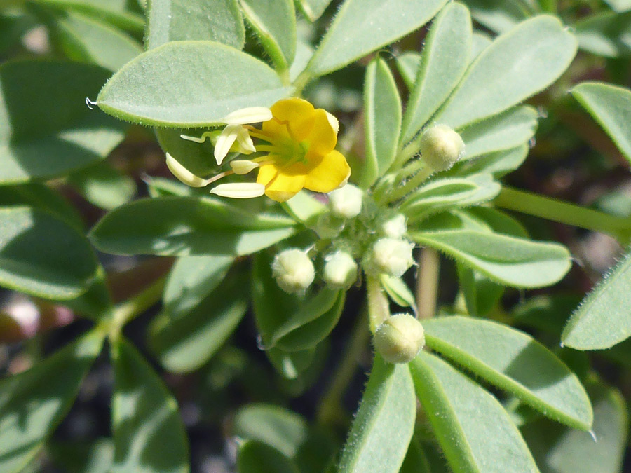 Flower and buds