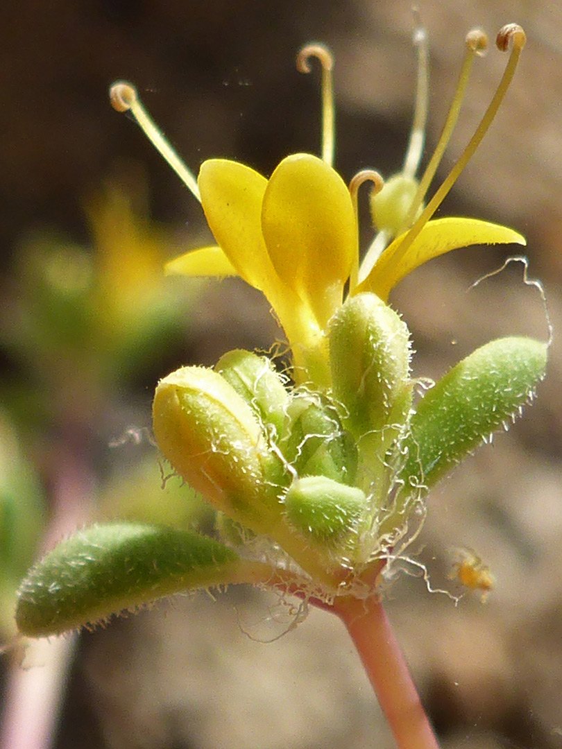 Buds and flowers