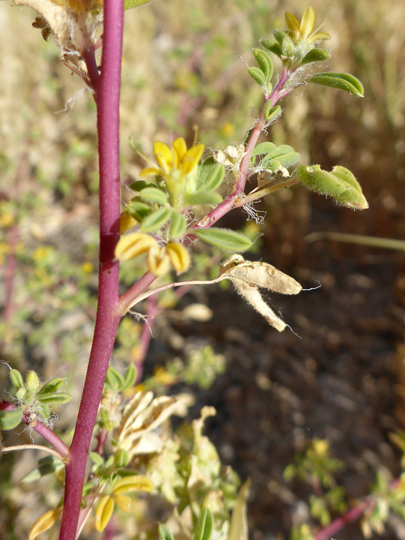 Red stem