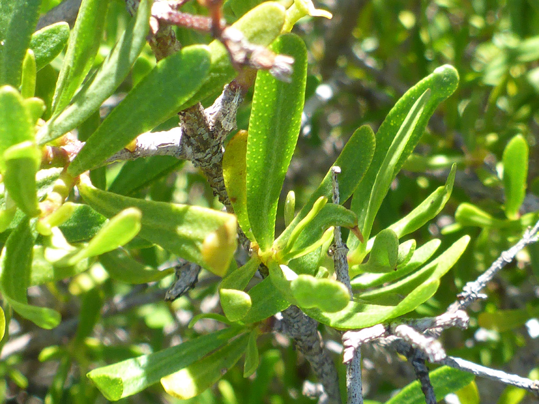 Hairless leaves