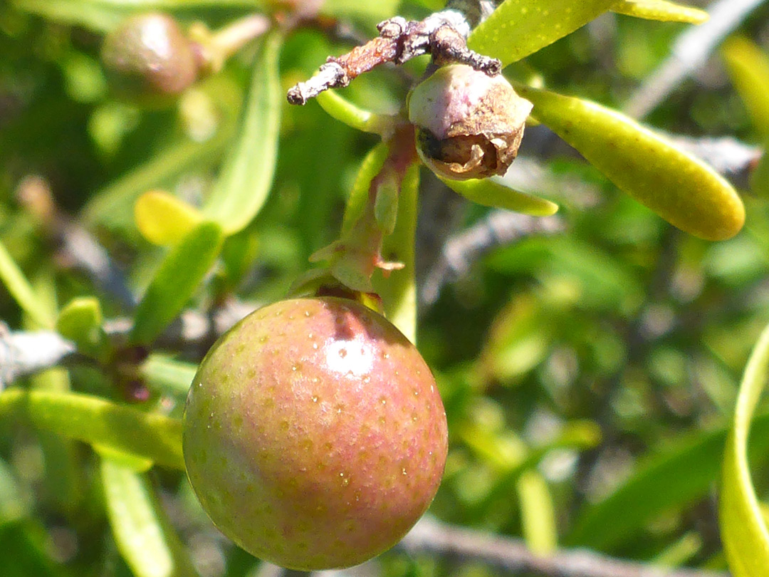 Fruit