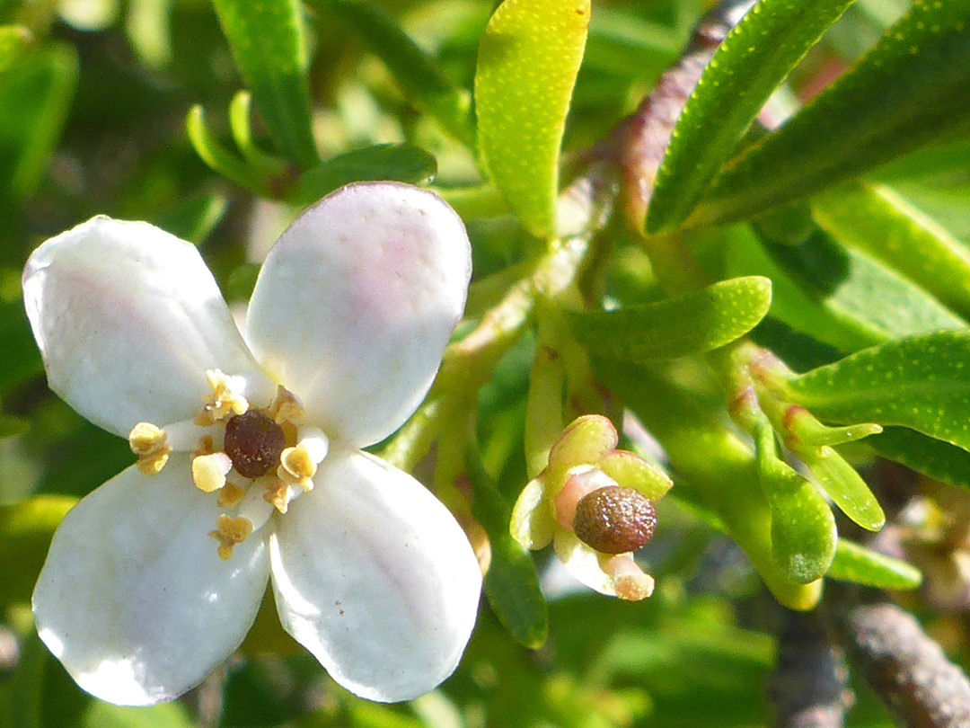 Four-petalled flower