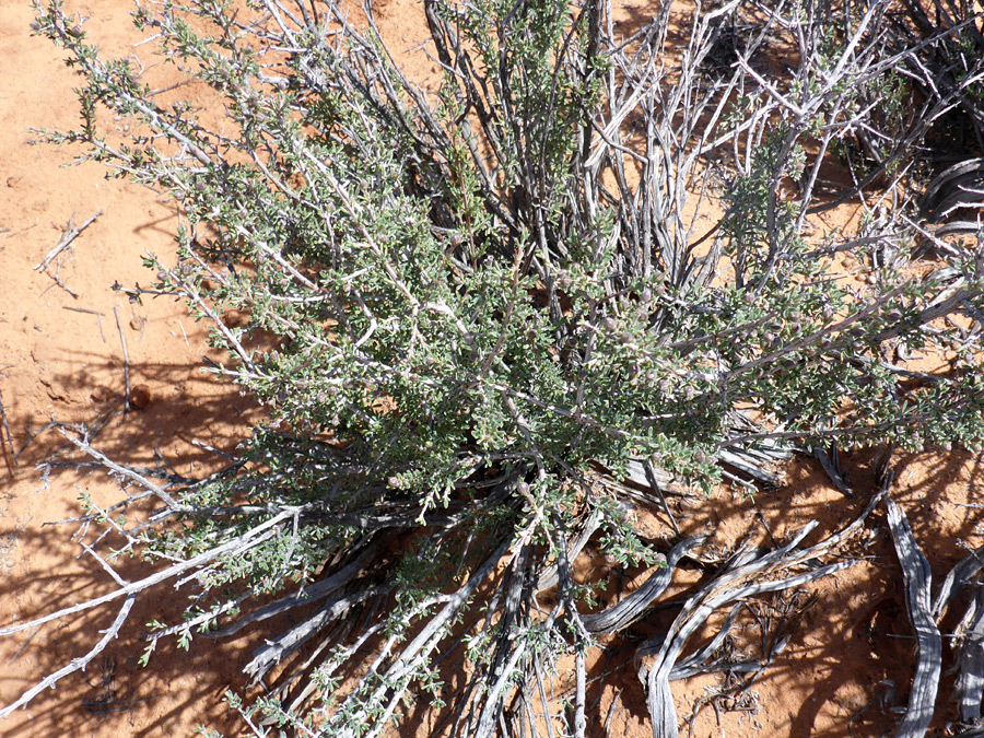 Woody stems - photos of Coleogyne Ramosissima, Rosaceae