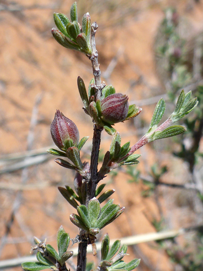 Reddish buds