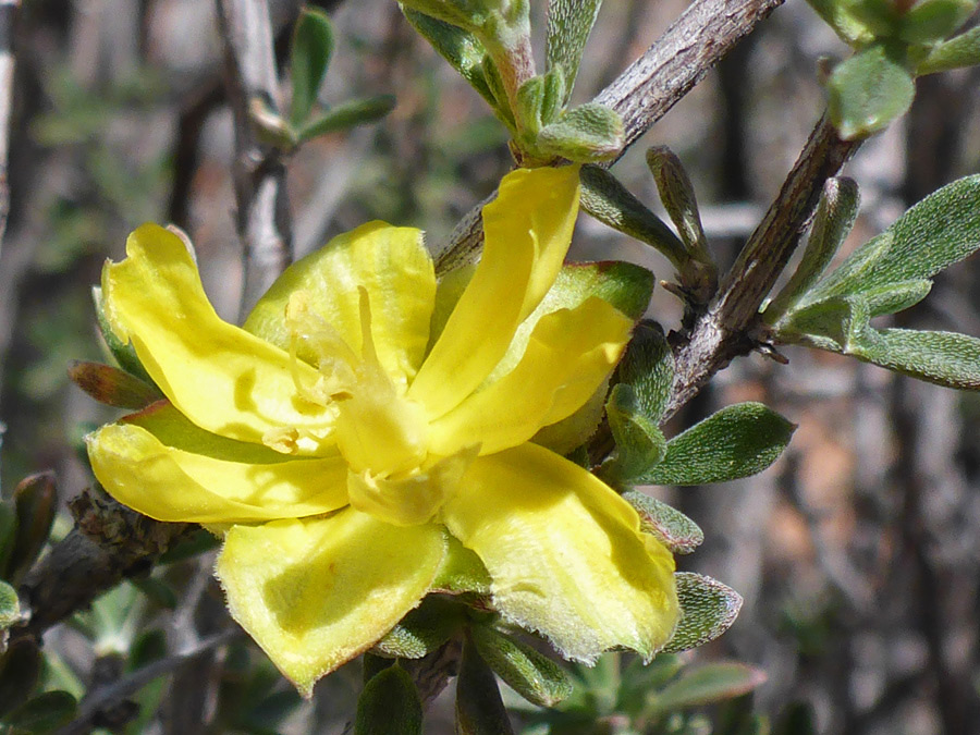 Yellow flower