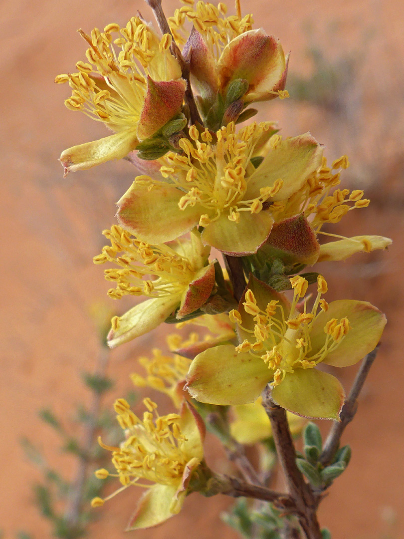Orange-yellow flowers