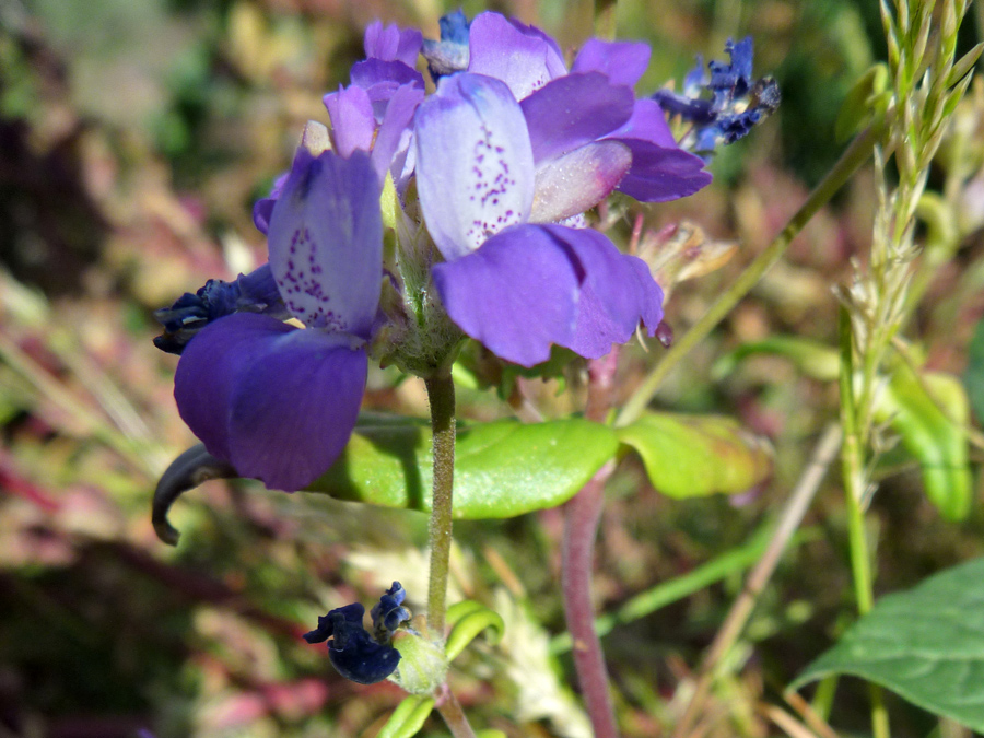 Flower cluster