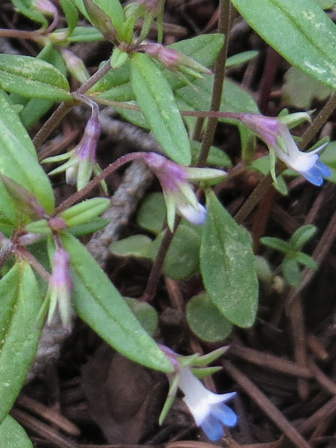 Tiny blue/white flowers