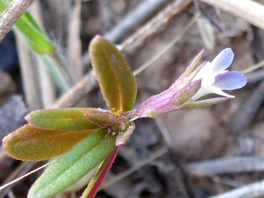 Flower and leaves