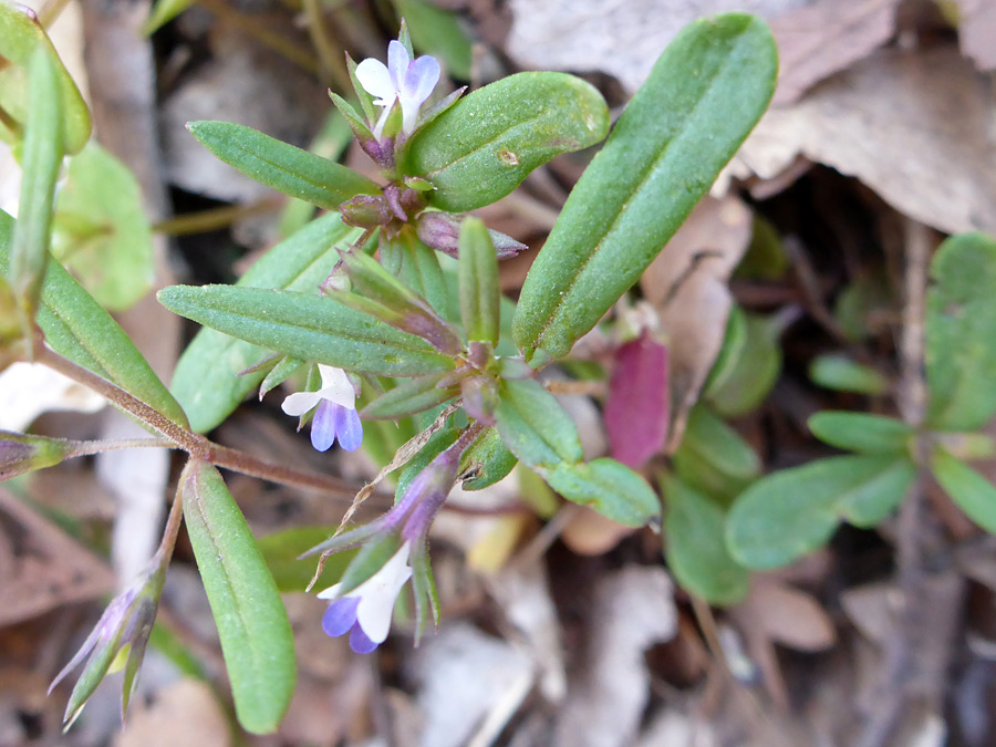 Grooved leaves