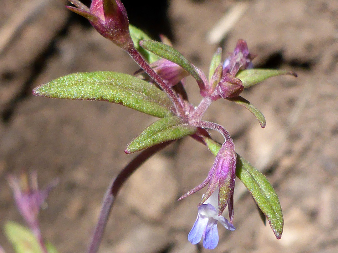 Flowers and leaves