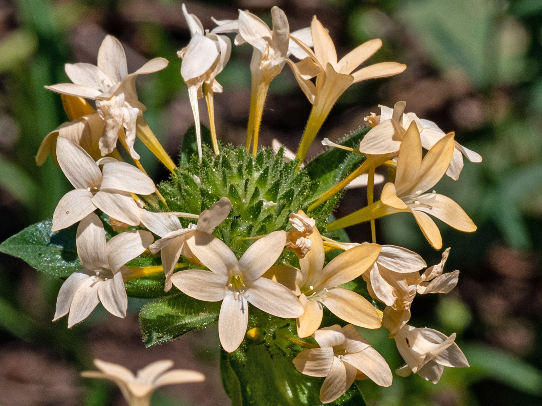 Pale orange flowers