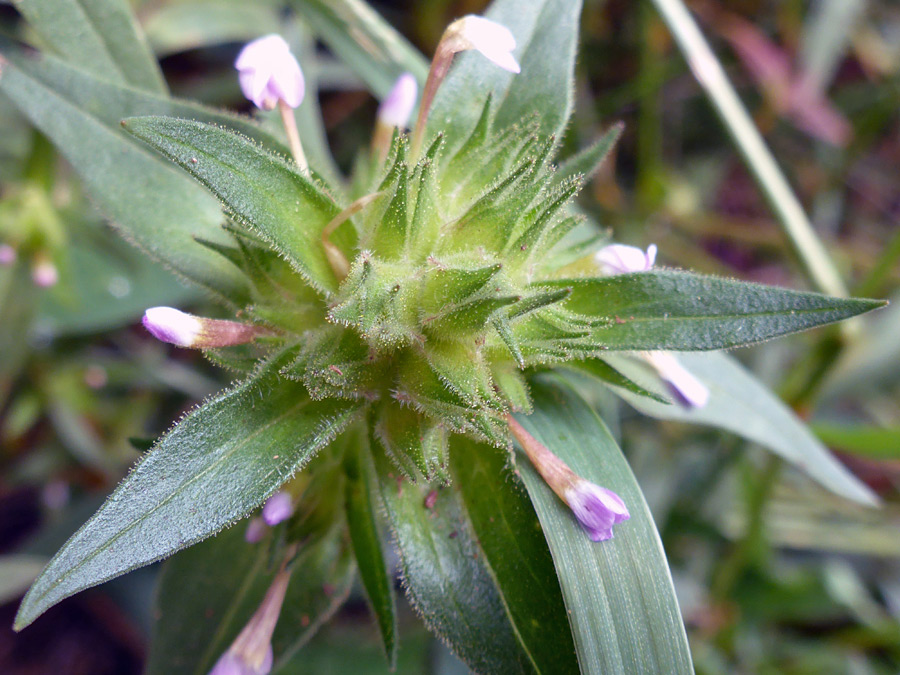 Flowers and leaves