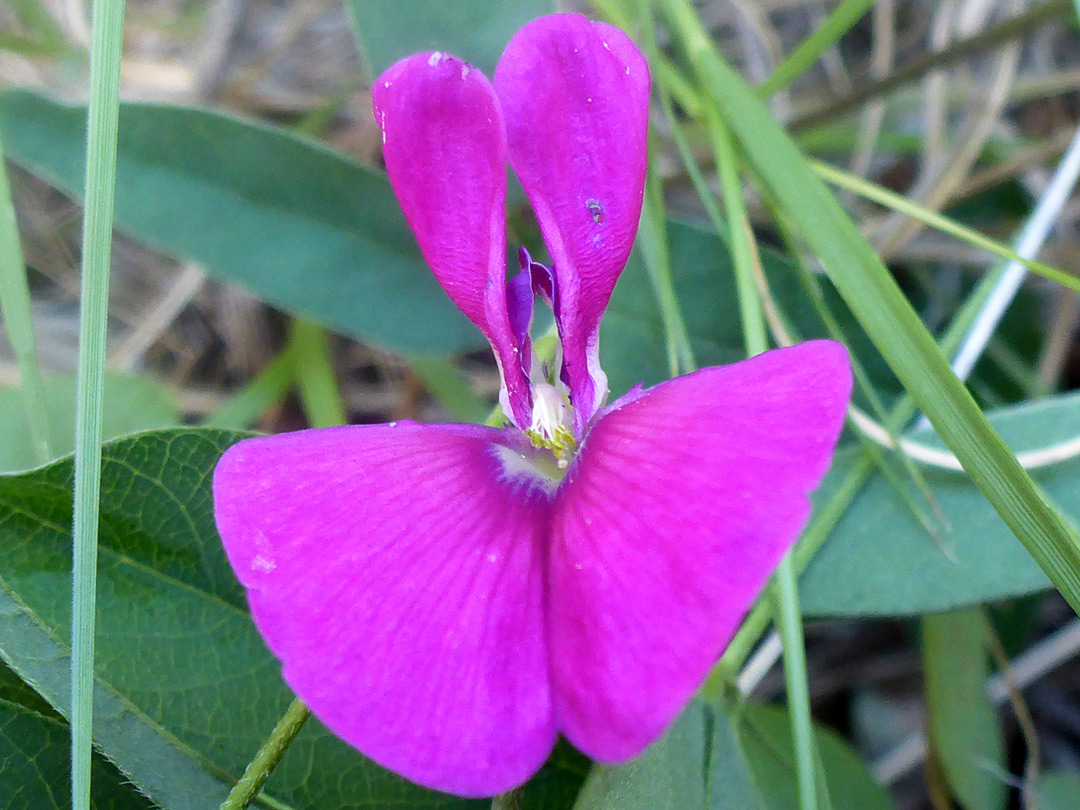 Pink flower