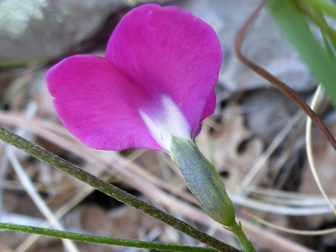 Petals and sepals