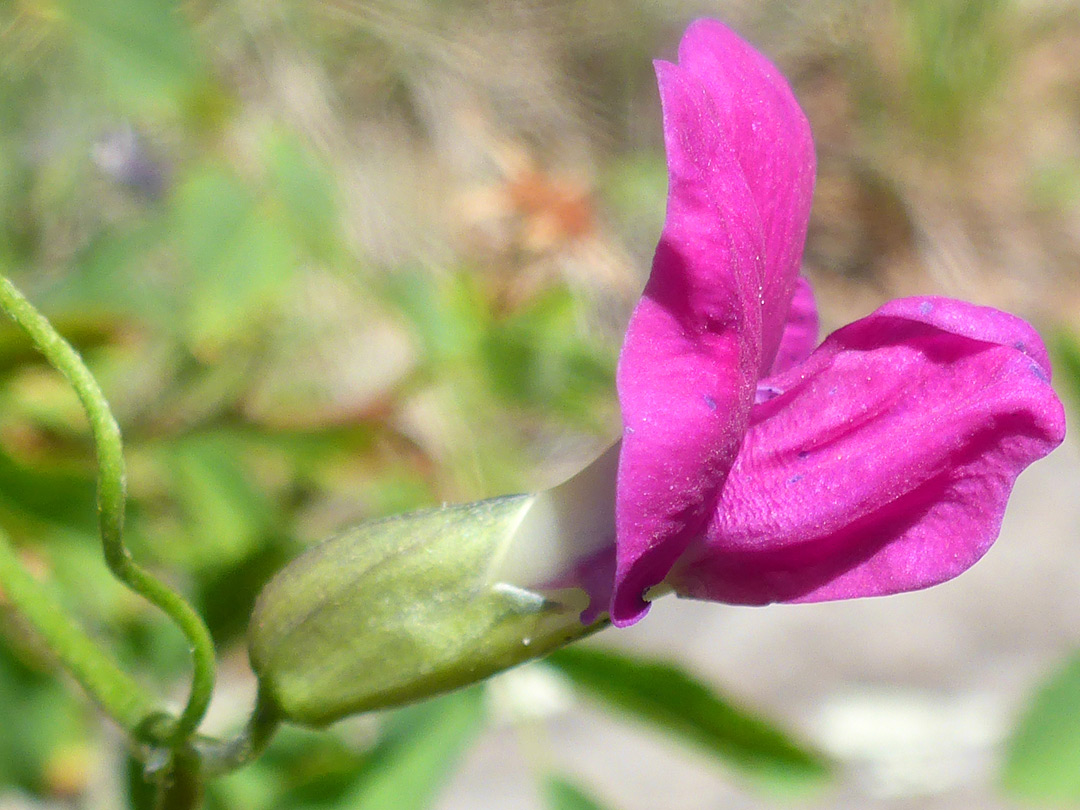 Angled banner petal