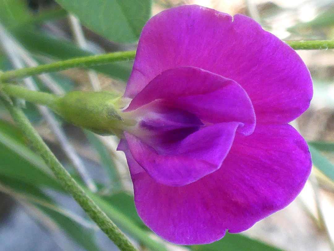 Broad flower - photos of Cologania Angustifolia, Fabaceae