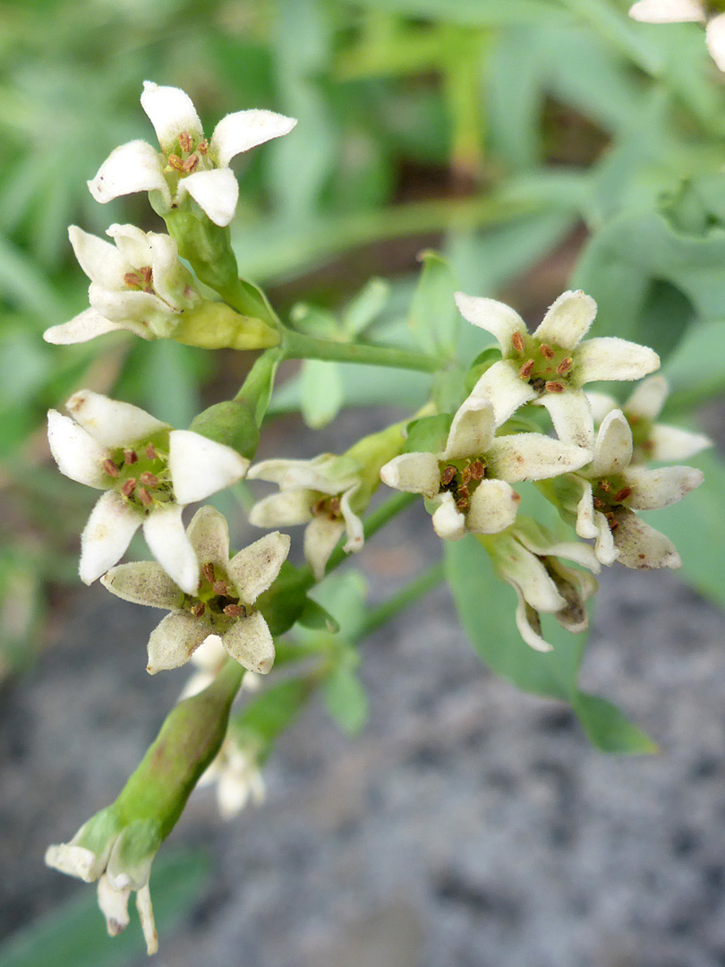 Five-petalled flowers