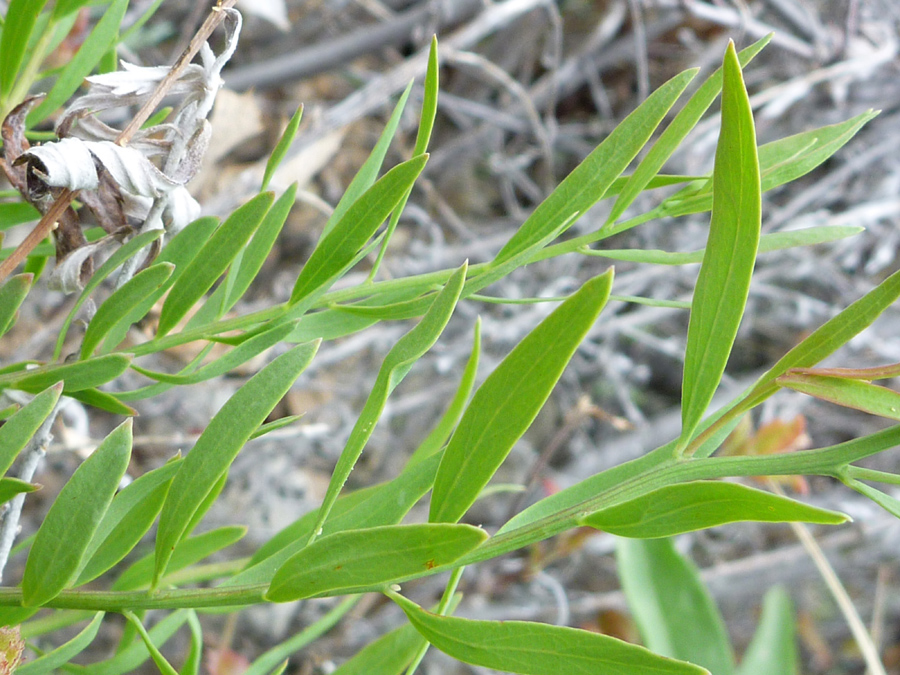 Green leaves