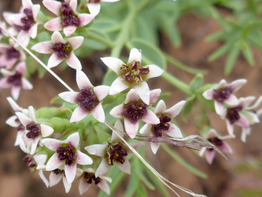 Purplish anthers