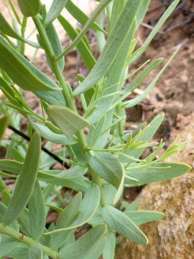 Stem and leaves