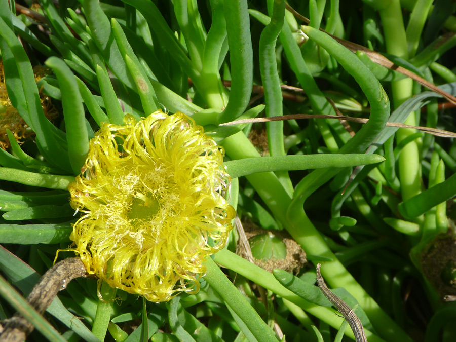 Withered flower