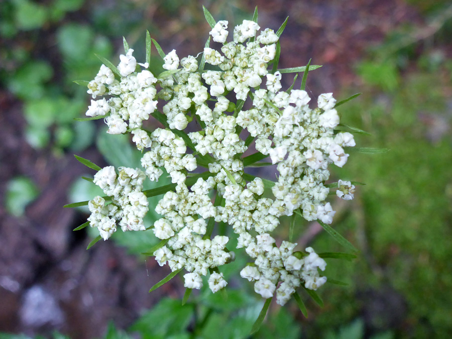 Flat-topped cluster