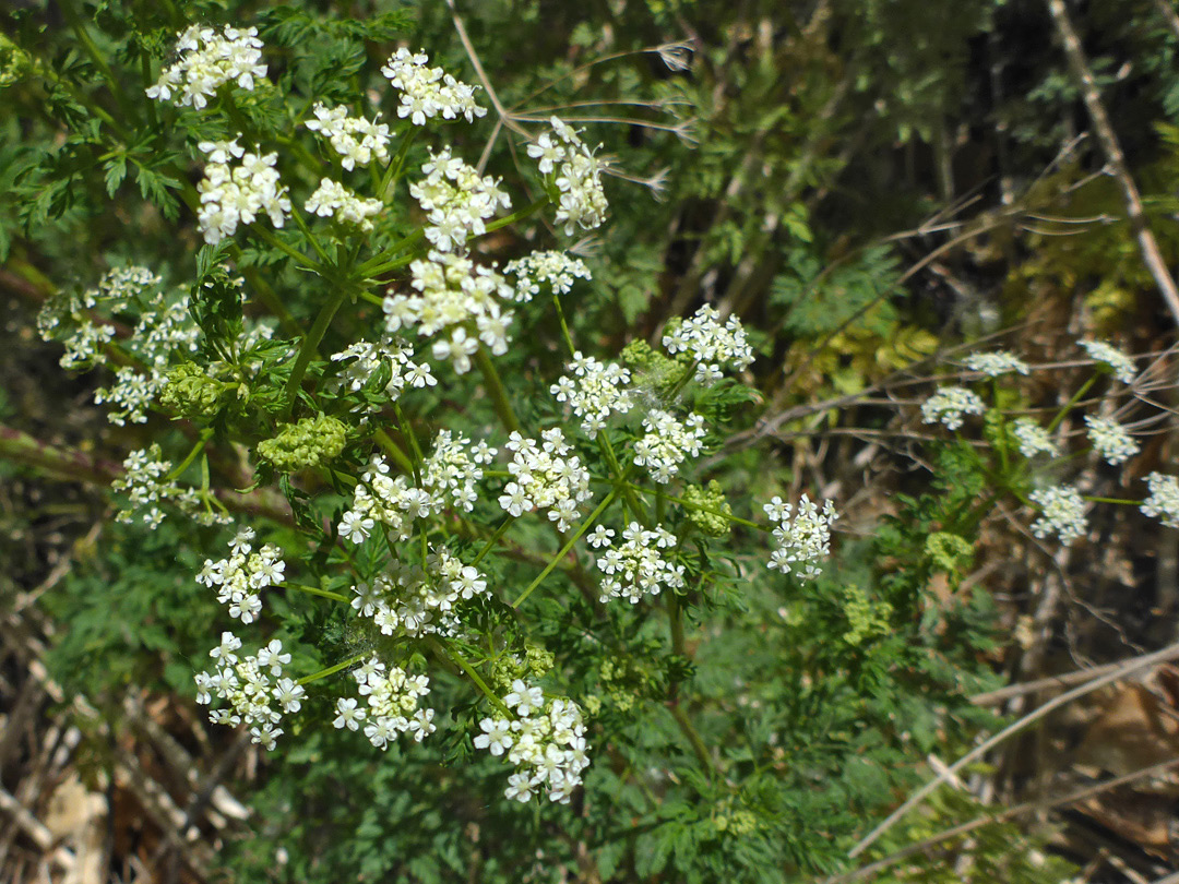 Flat-topped inflorescence
